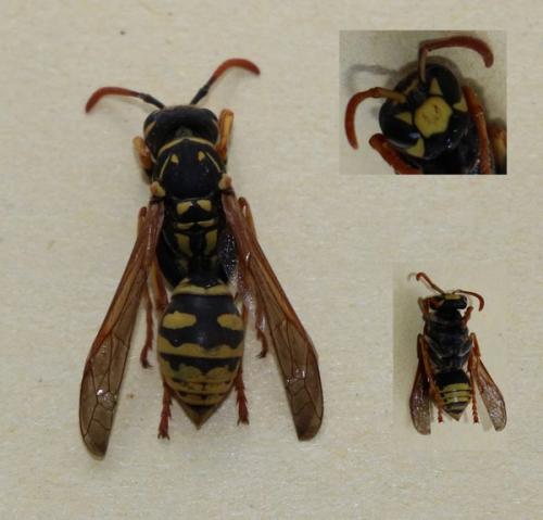 Polistes sp.